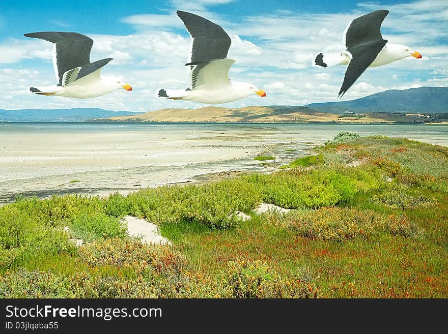 Seagulls flying over beach on a sunny day. Distressed treatment applied. Seagulls flying over beach on a sunny day. Distressed treatment applied.