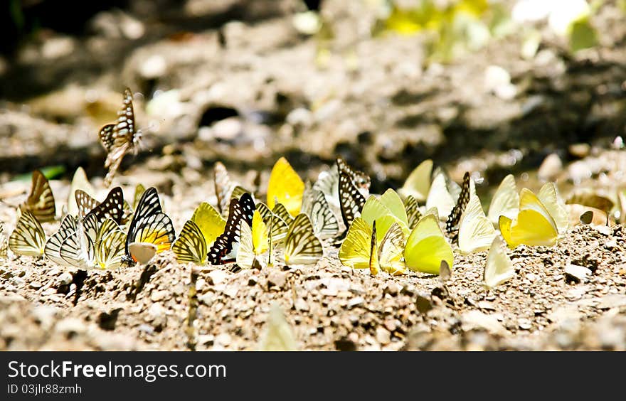 The Scene of Thailand about Multiple Butterfly on the ground