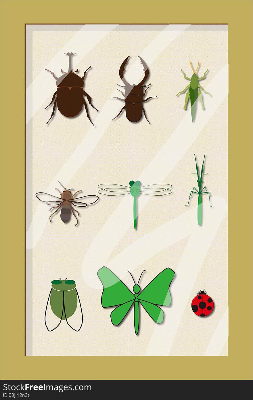 It's a beautifule insect specimens frame