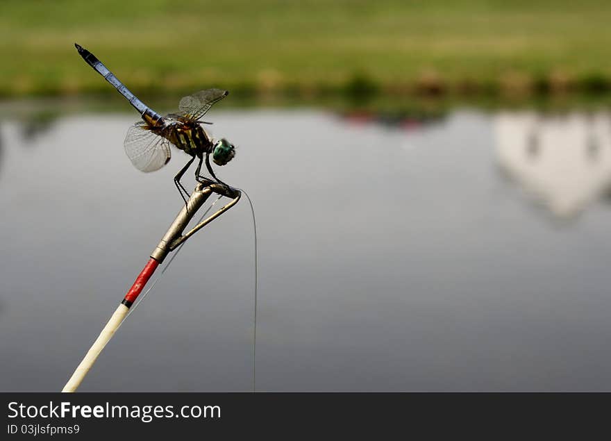 Dragonfly Fishing