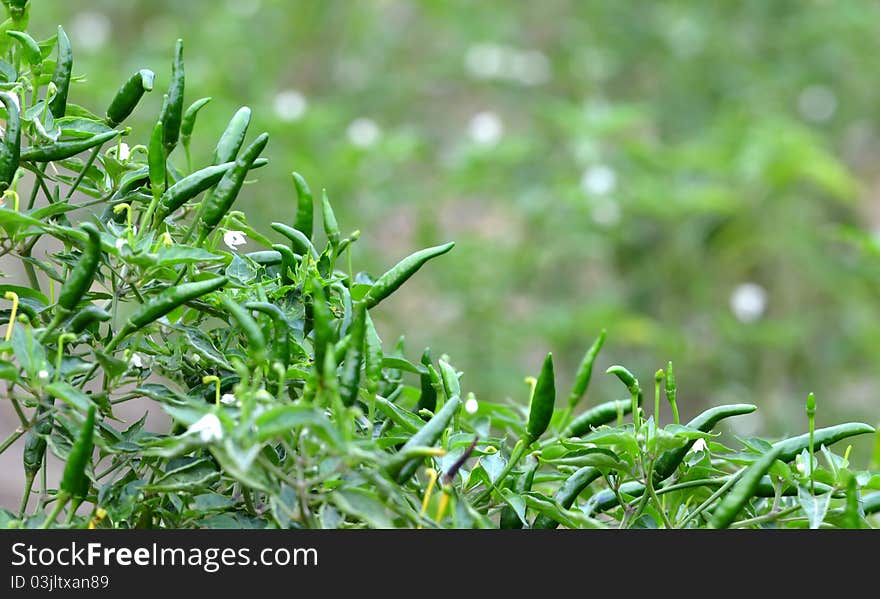 Fresh green chili on tree