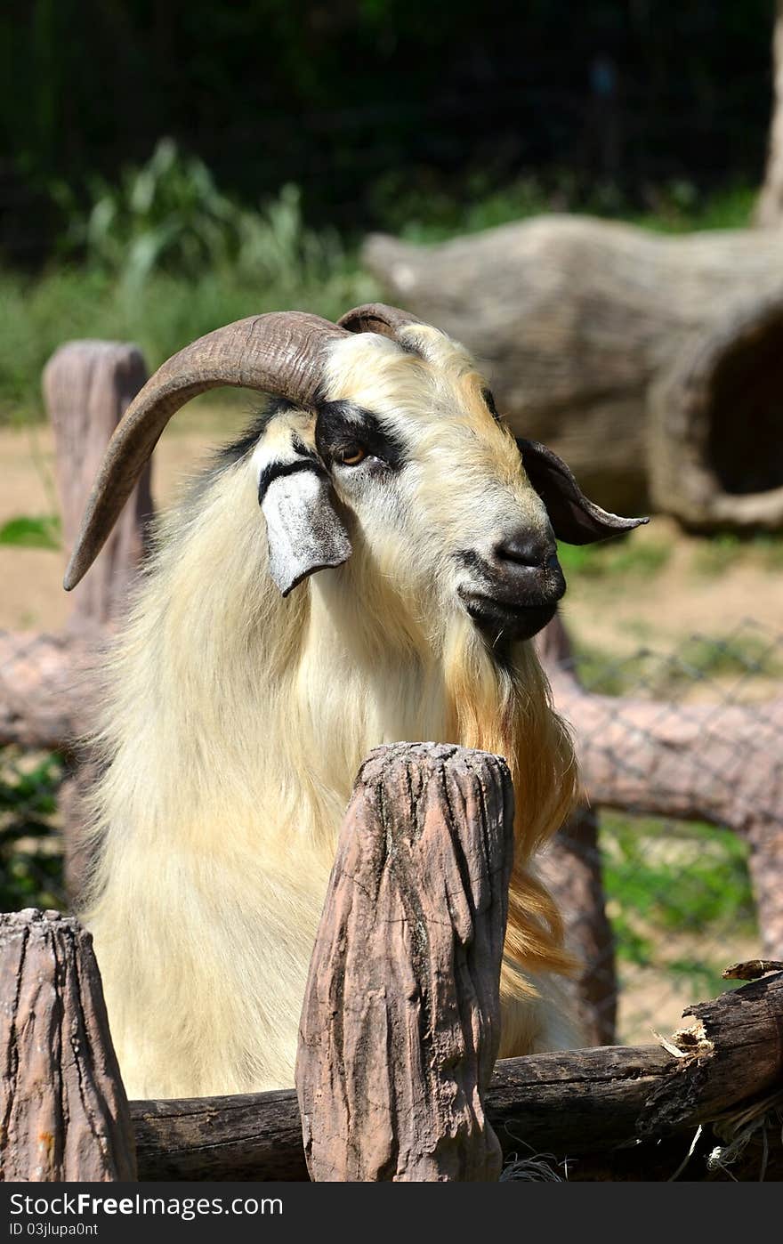 Funny goat in the farm. Funny goat in the farm