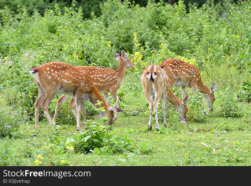 Sika deer herd forage near the forest