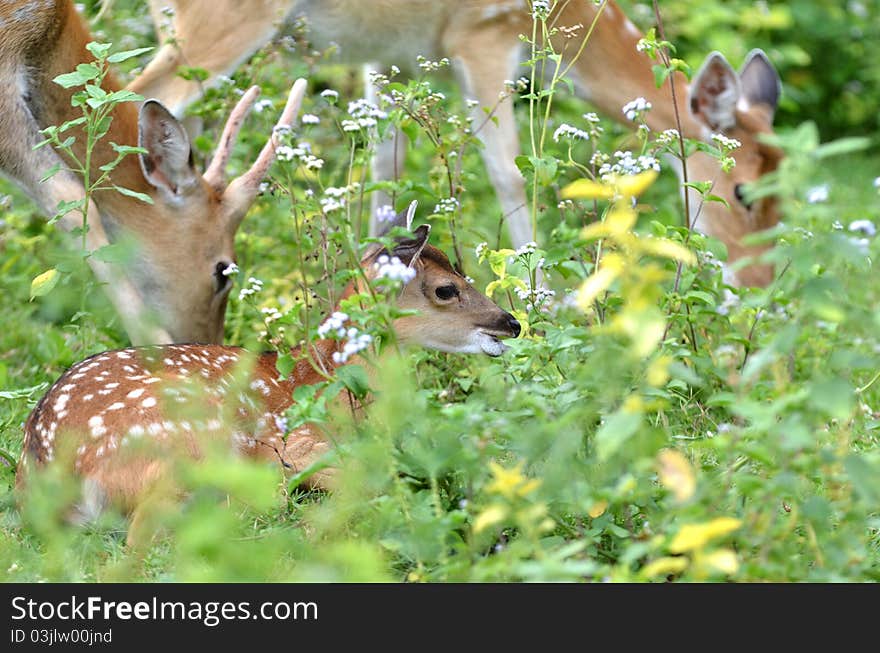 Young sika deer