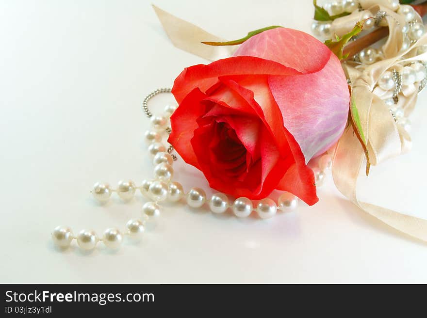 Rose isolated white background celebration