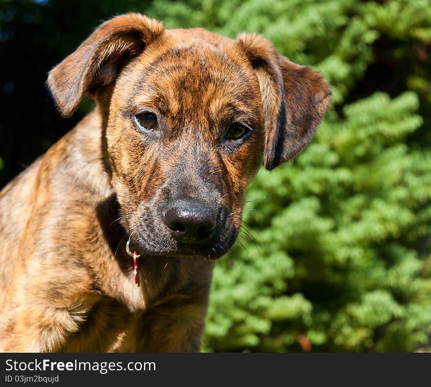 Brindled Plott hound puppy