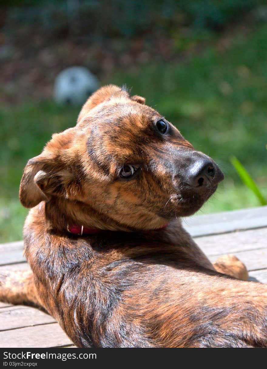 A mixed-breed Plott hound Labrador puppy. A mixed-breed Plott hound Labrador puppy