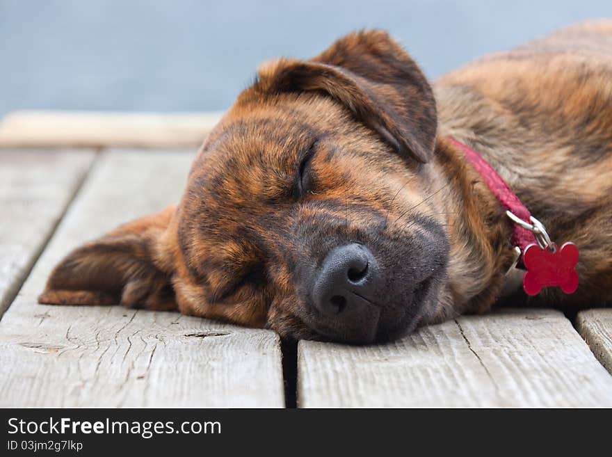 Brindled Plott Hound Puppy