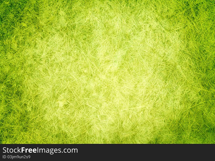 Texture with green grass for designers