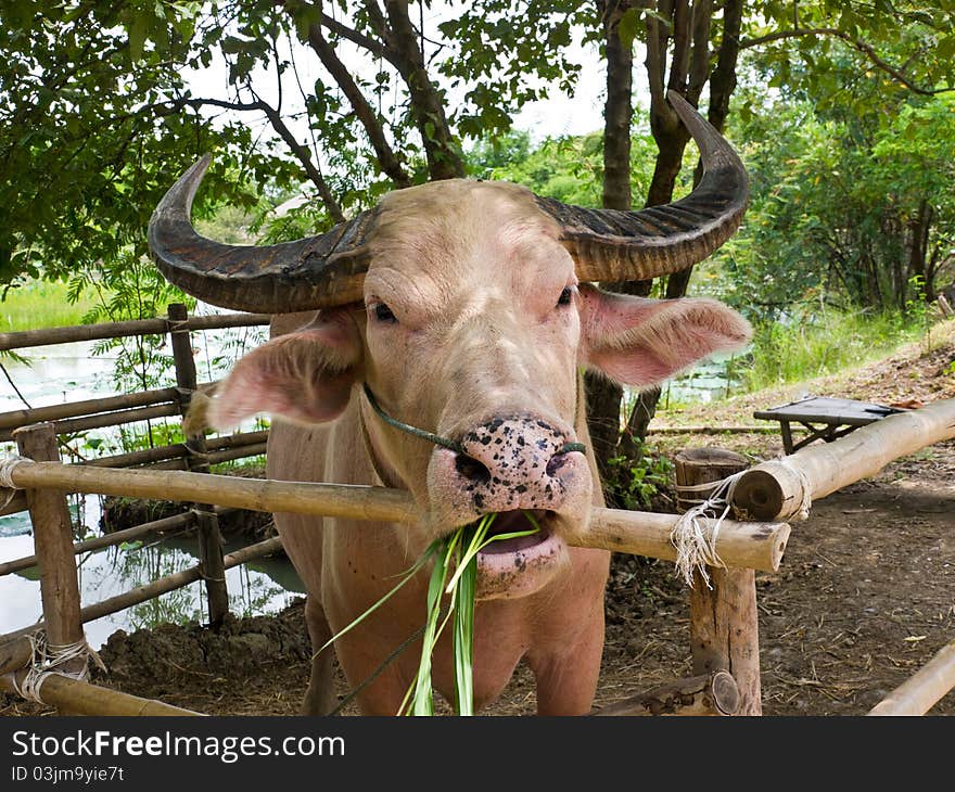 White buffalo eating grass in countryside of Thailand