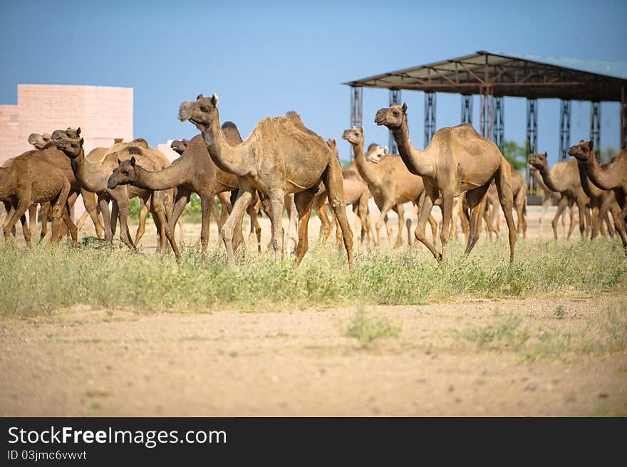 Camel and the Desert Building