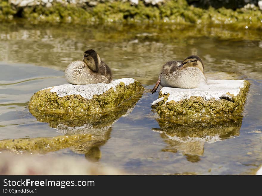 Two young wild duck resting on the stone. Two young wild duck resting on the stone