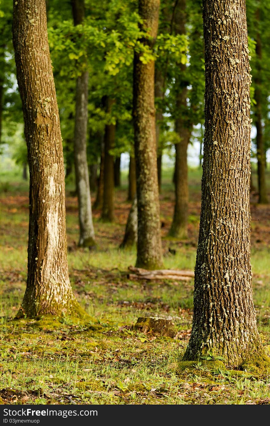 Green forest with oak trees