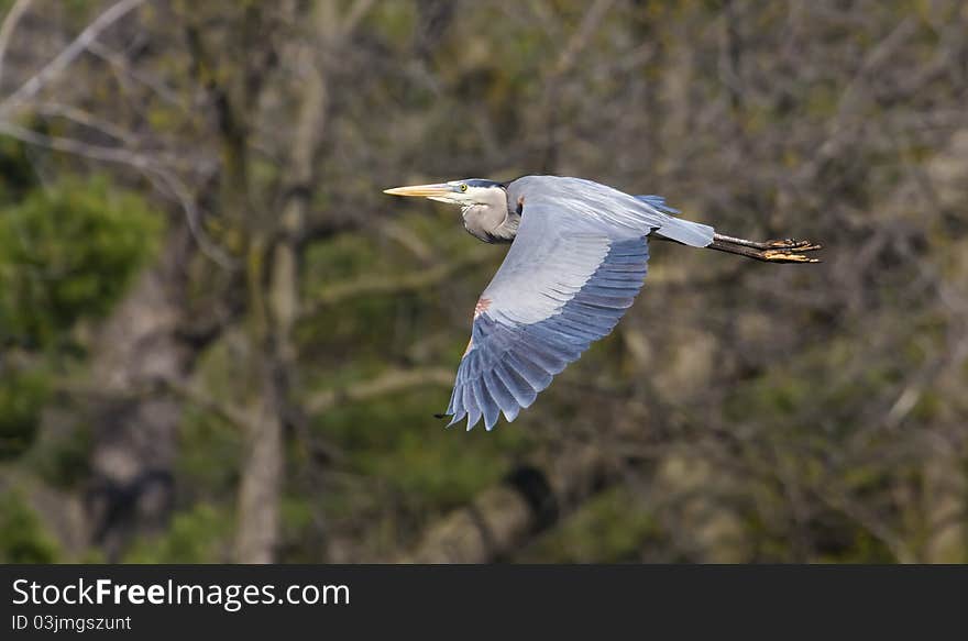 Great Blue Heron in flight to a new location.