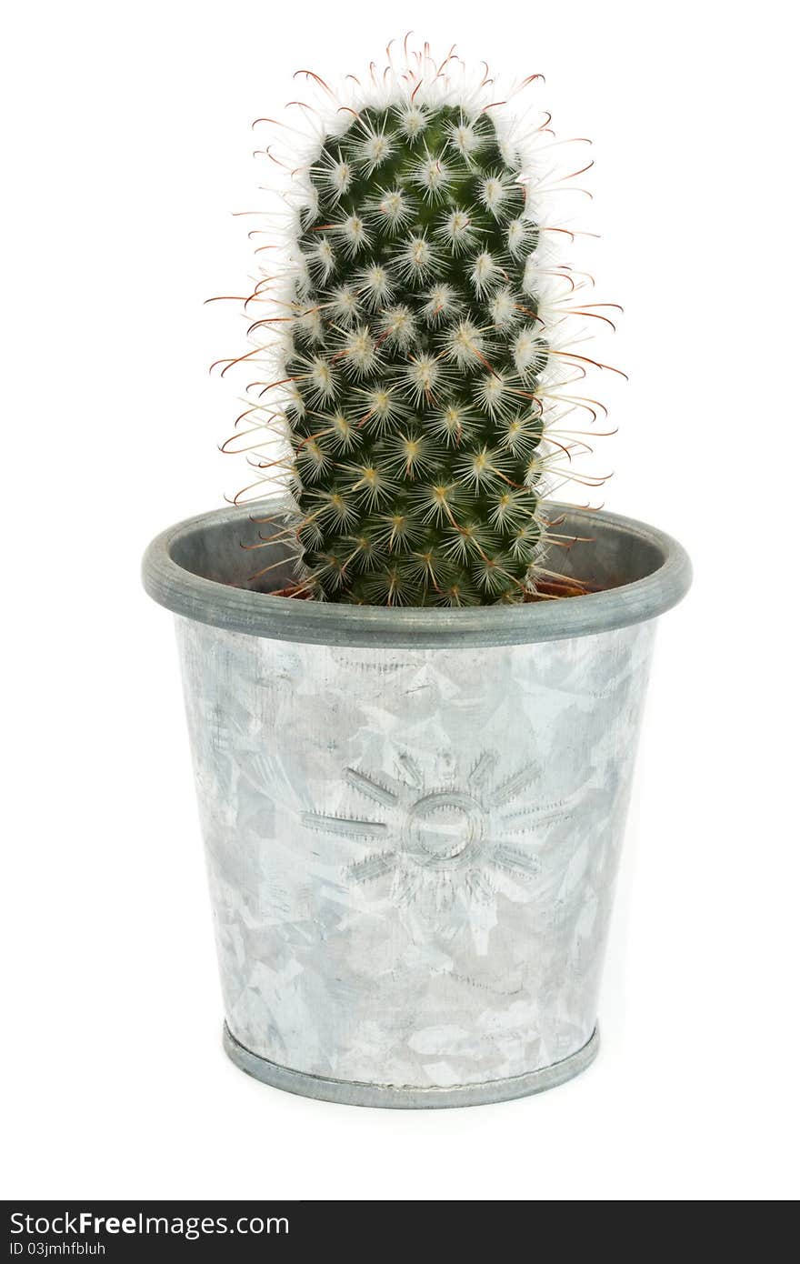 Single cactus in a silver pot isolated on white. Single cactus in a silver pot isolated on white