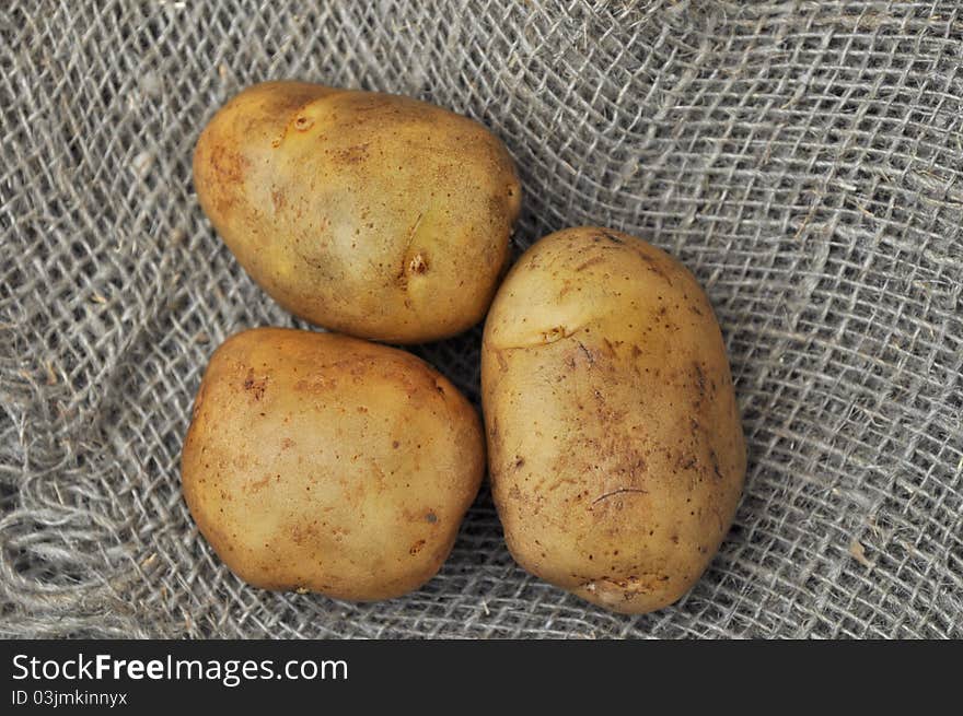 Potato tuber on a background of rough cloth