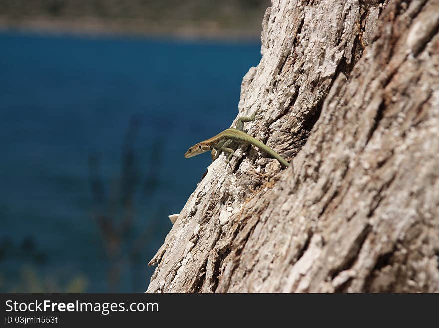 Lizard on the tree in sunny day