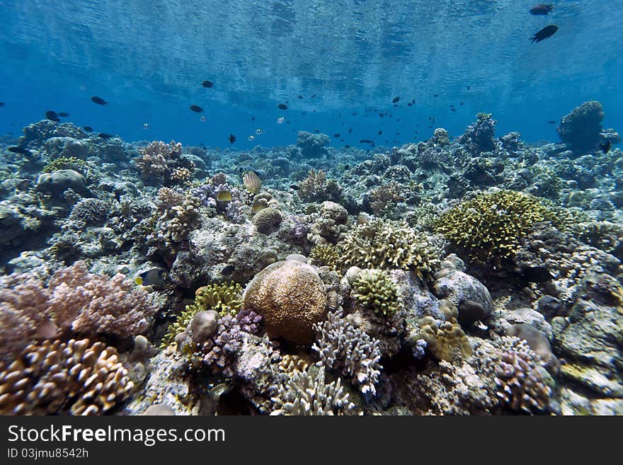 Coral gardens off the coast of Bunaken island in North Sulawesi, Indonesia. Coral gardens off the coast of Bunaken island in North Sulawesi, Indonesia