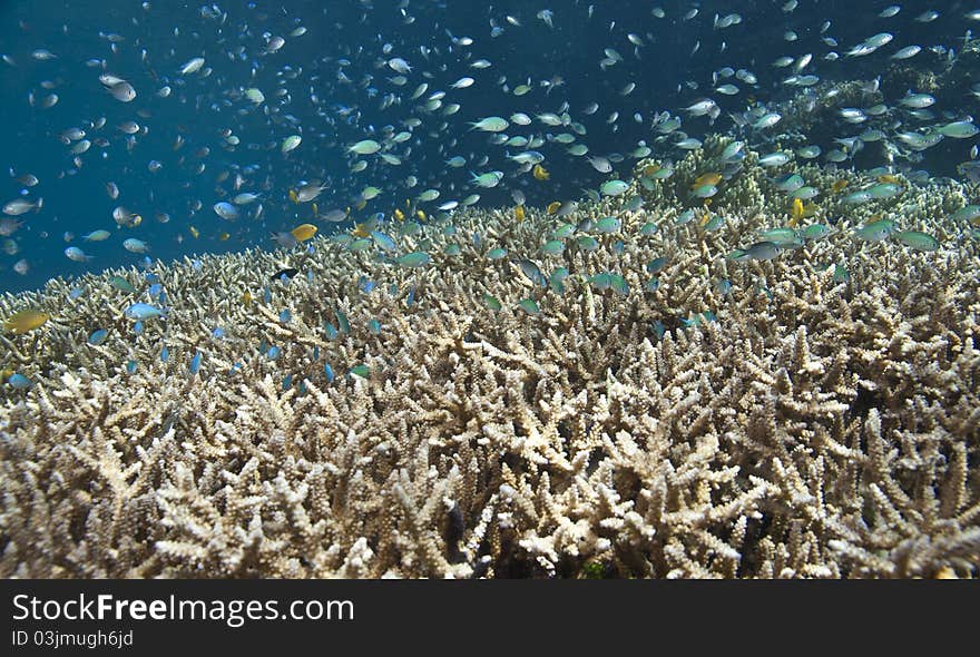 Coral Gardens Indonesia