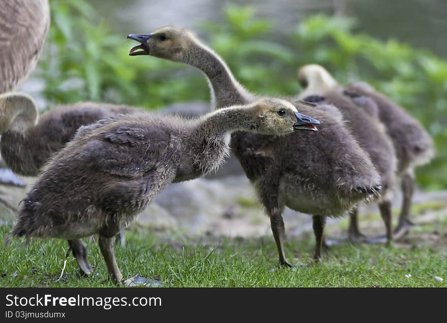 Canada Goose (Branta canadensis)