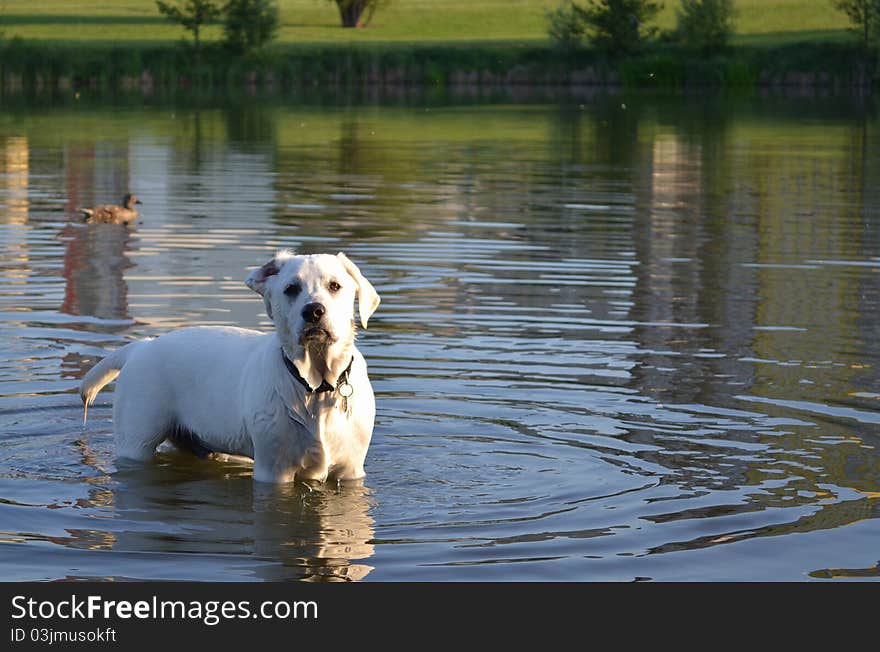 The swimming dog look at me in the lake