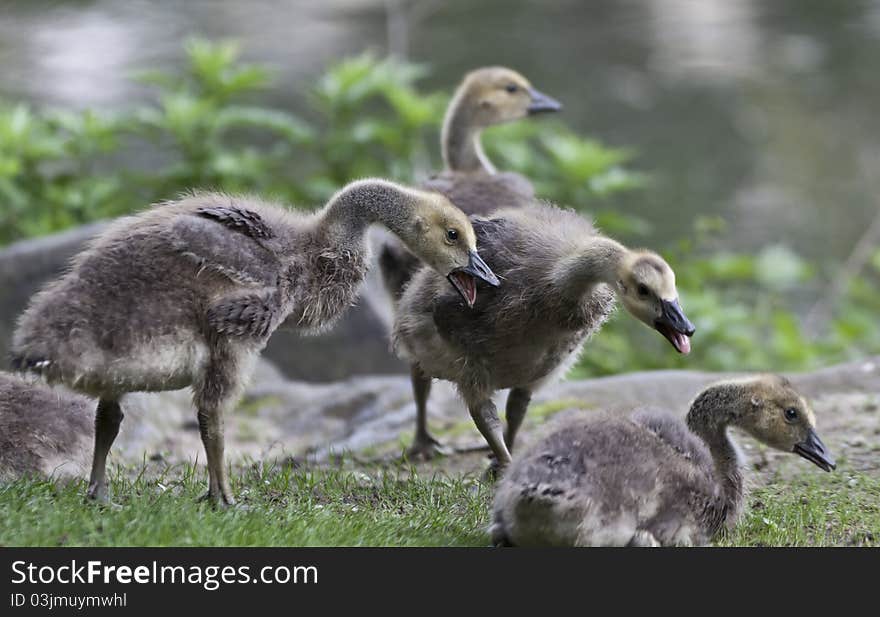 Canada Goose (Branta canadensis)