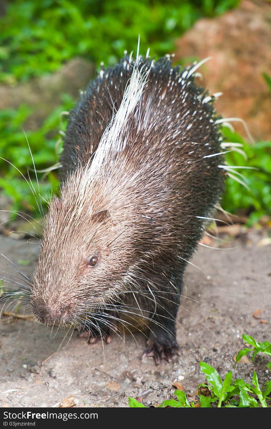 A Porcupine looking at camera