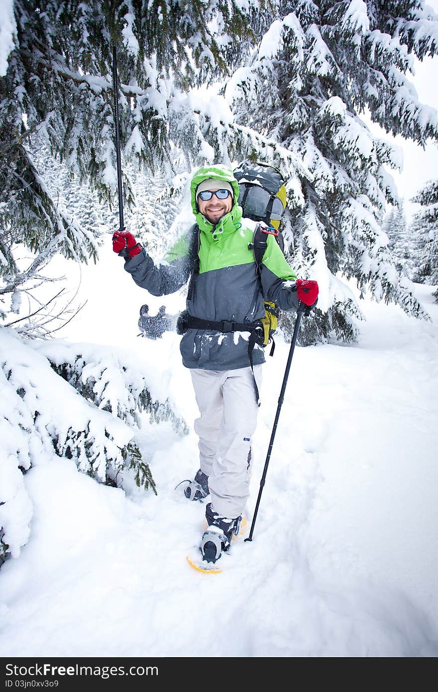 Hiker walks in snow forest. Hiker walks in snow forest