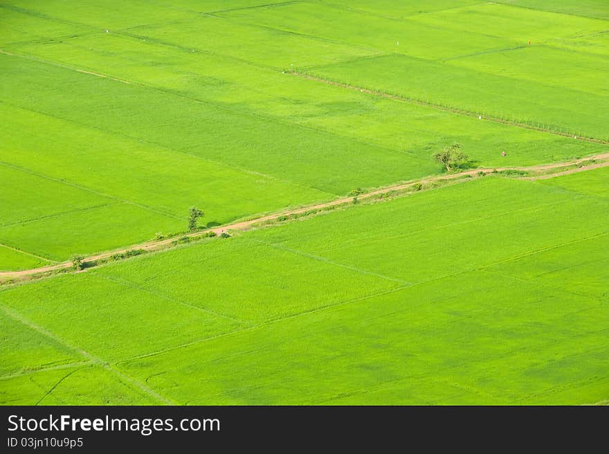 Green paddy field ,bird eye view