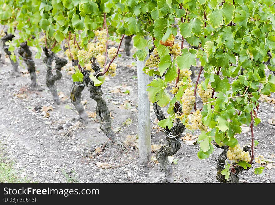 White grape in vineyard