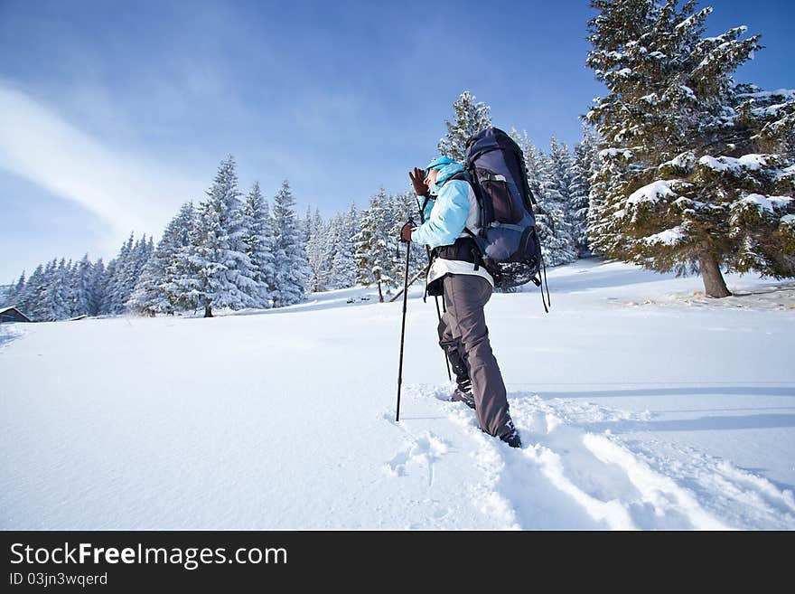 Hiker walks in snow forest. Hiker walks in snow forest