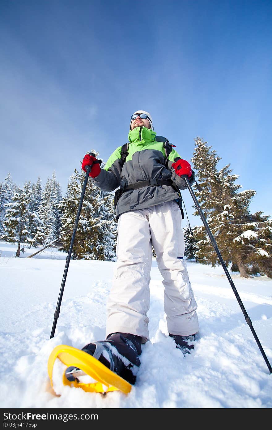 Hiker walks in snow forest. Hiker walks in snow forest