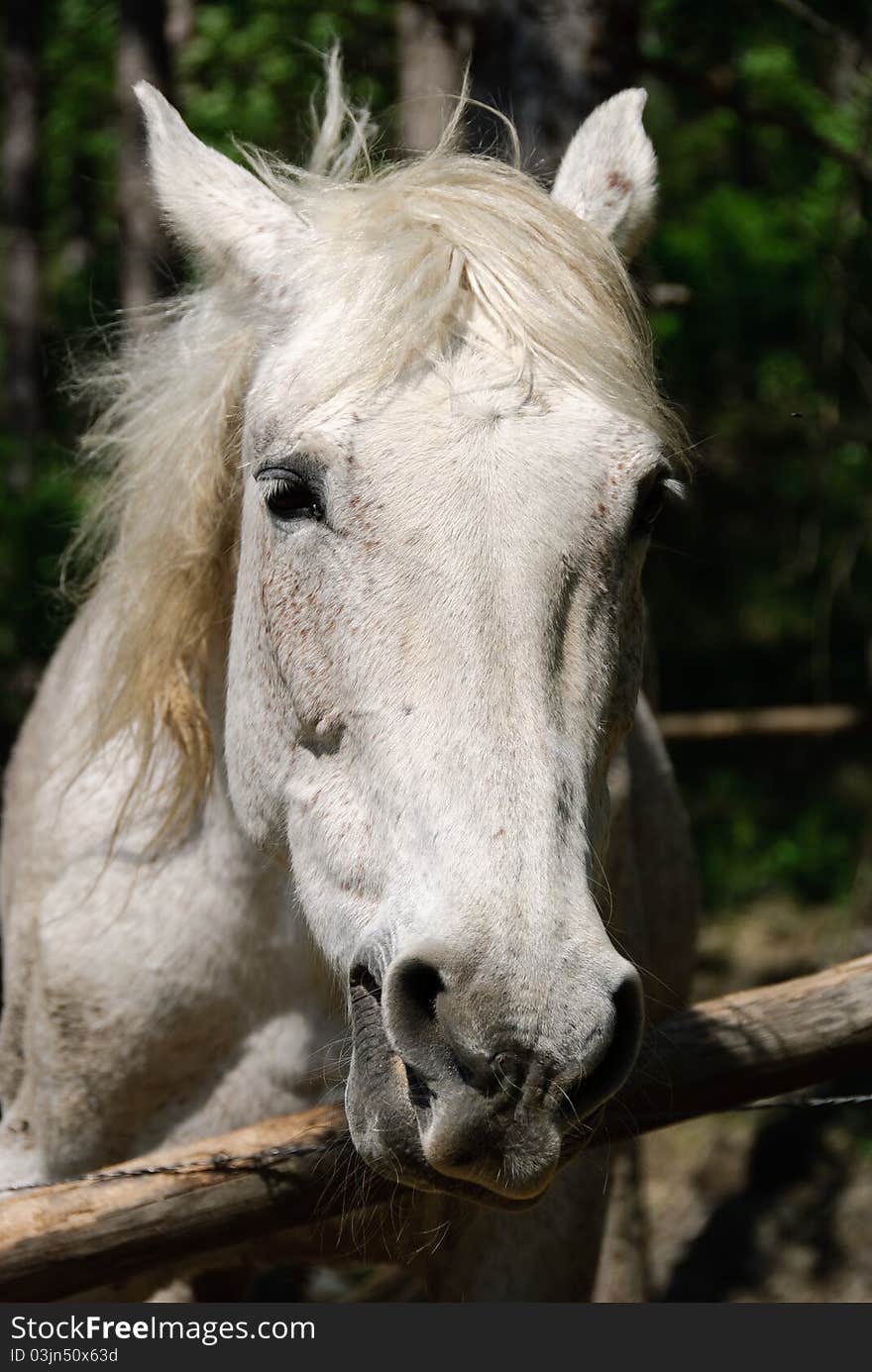 White horse