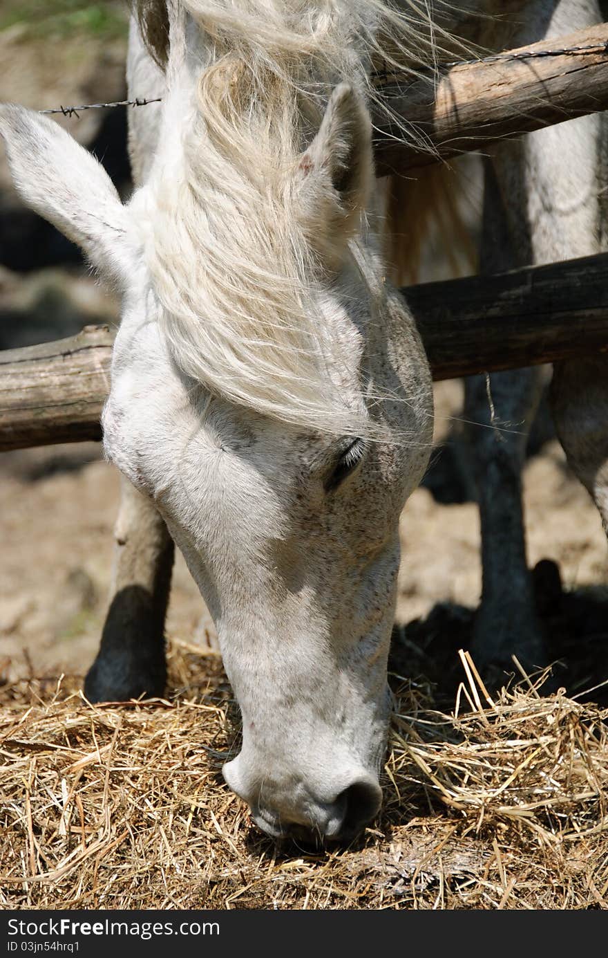 White horse busy eating hay