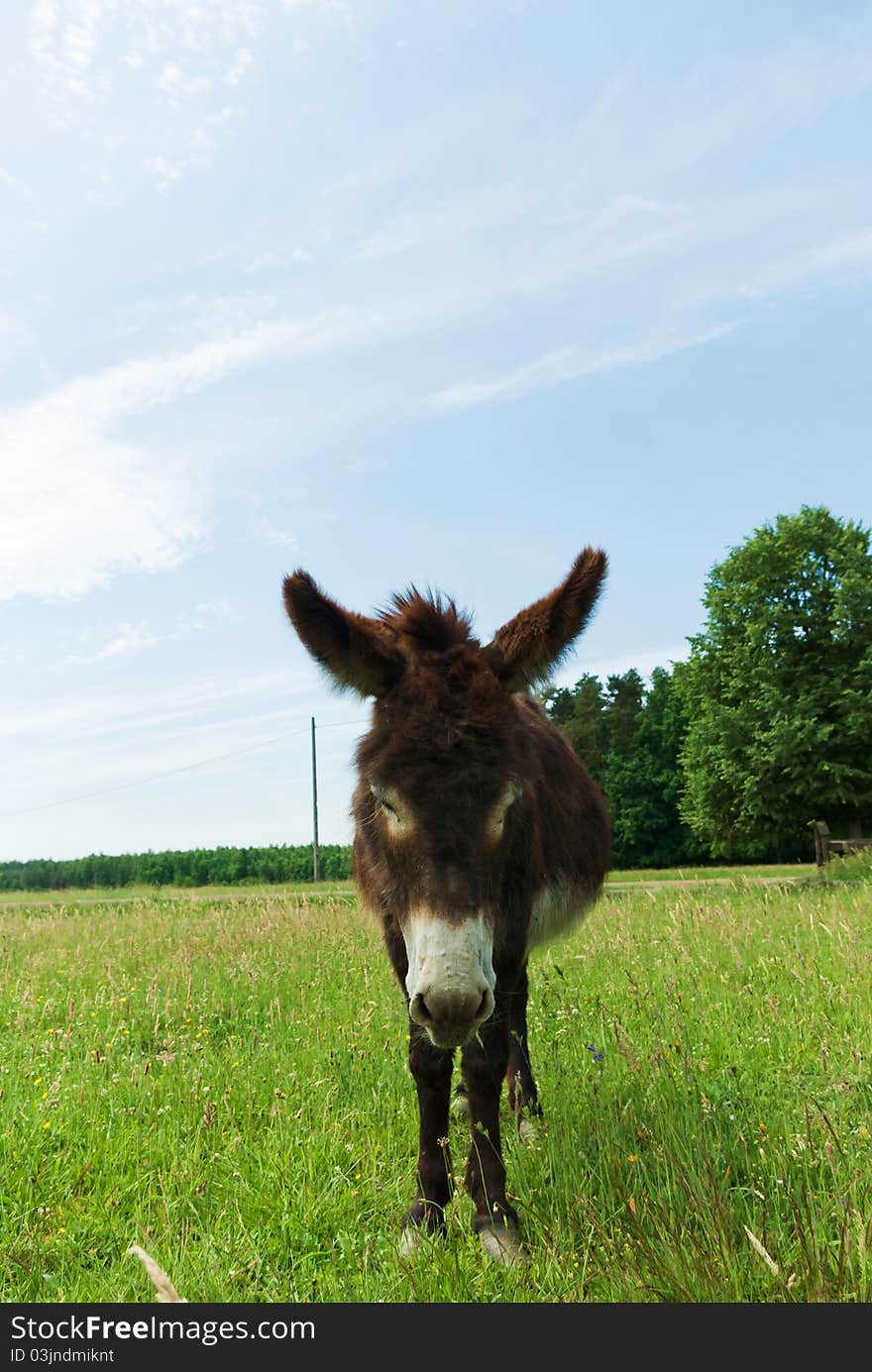 Donkey in a Field in sunny day, animals series