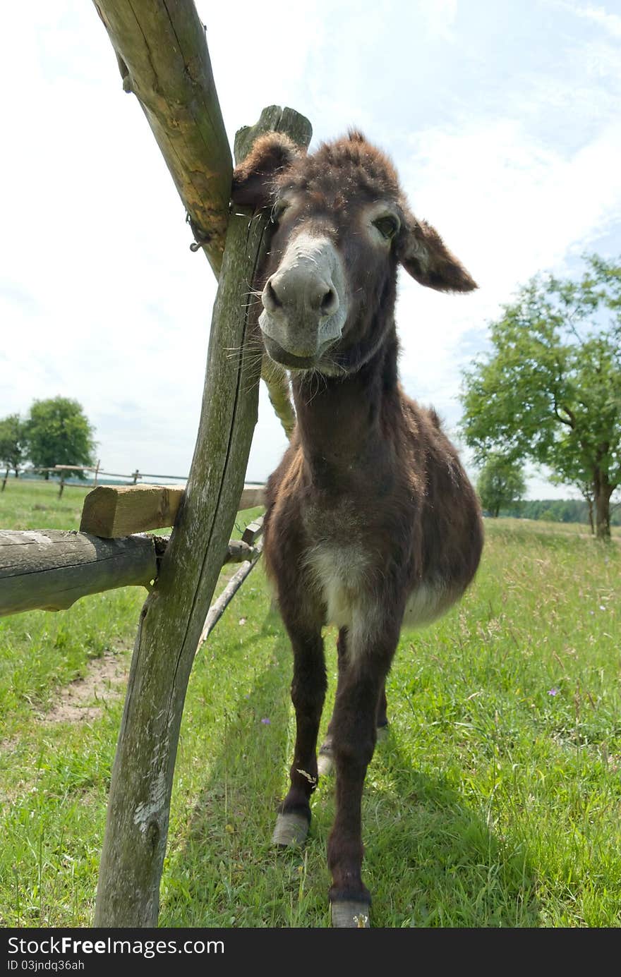 Donkey in a Field in sunny day, animals series