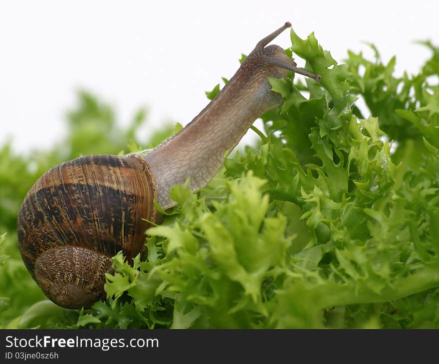 Snail eating a salad leaf