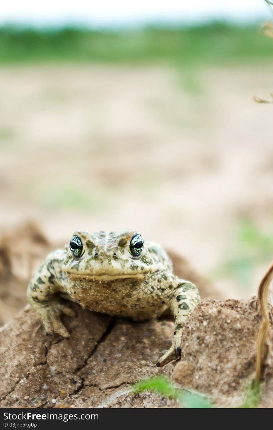 Frog in its natural habitat in a woodland, wild frog