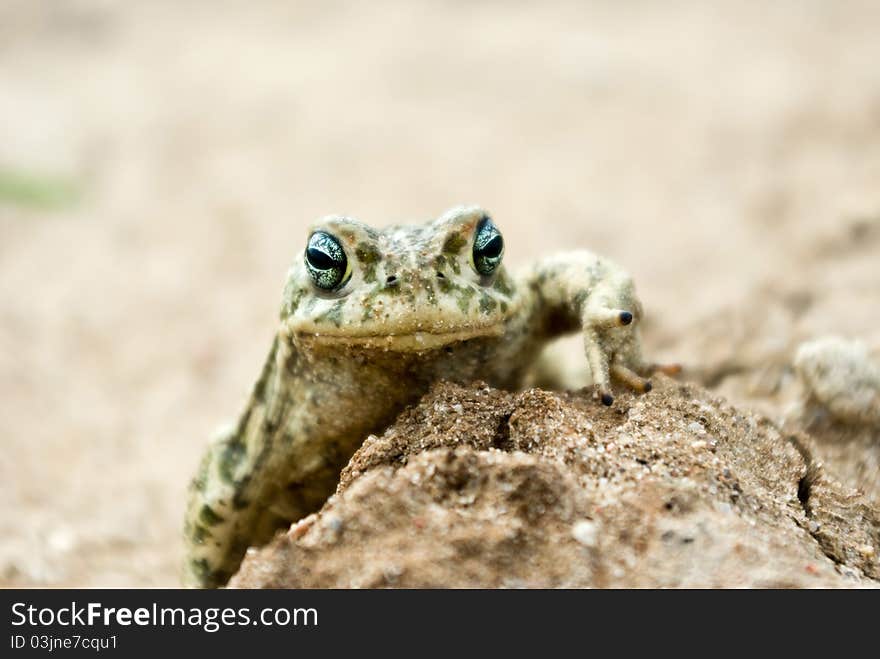 Frog in its natural habitat in a woodland, wild frog