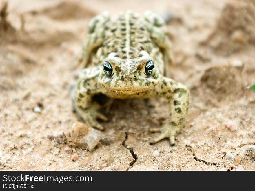 Frog in its natural habitat in a woodland, wild frog