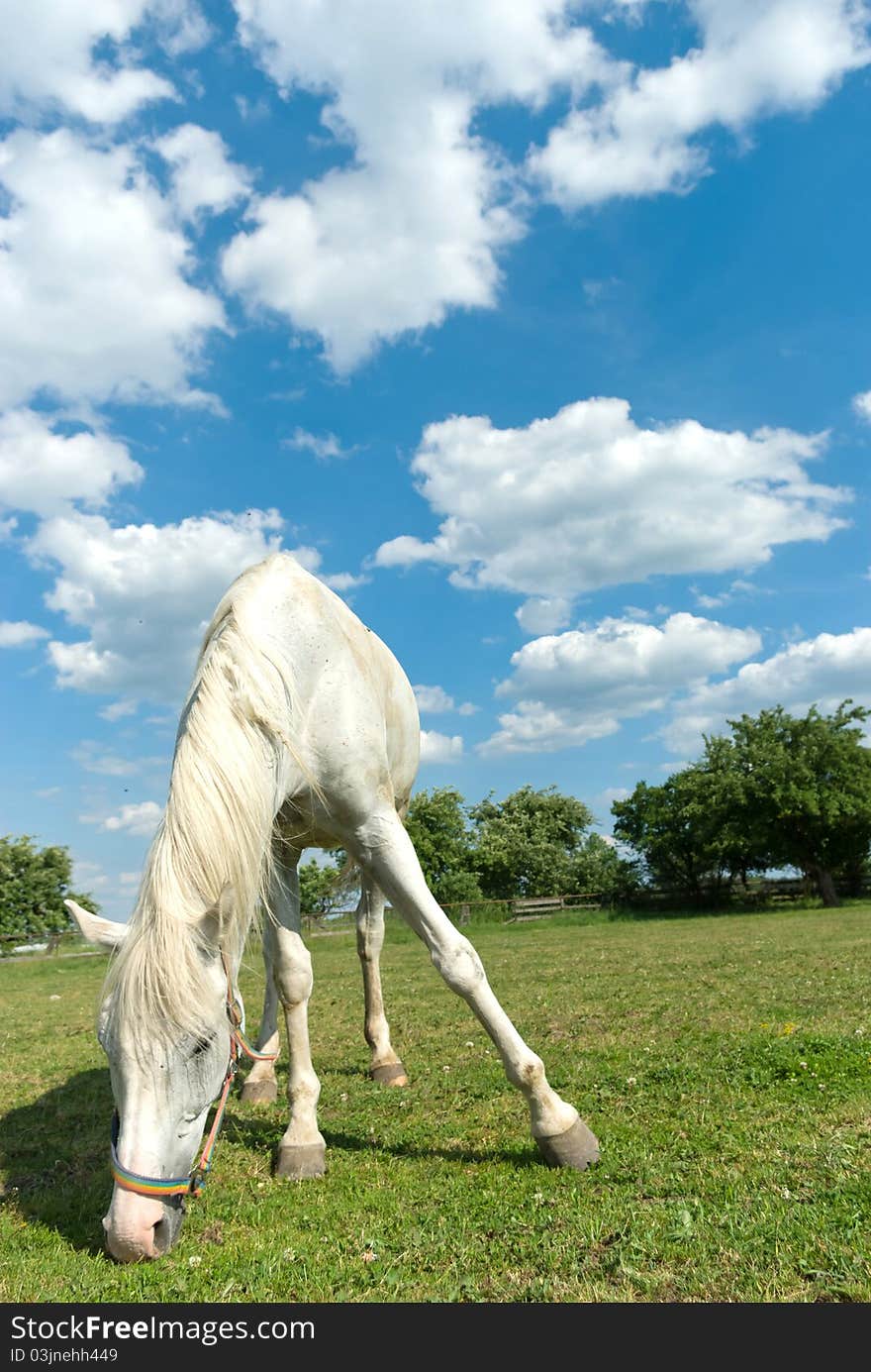 Beautiful Horse in a Green Meadow in sunny day