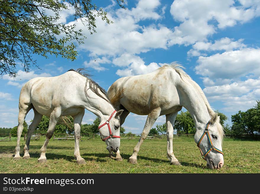 Beautiful Horse in a Green Meadow in sunny day