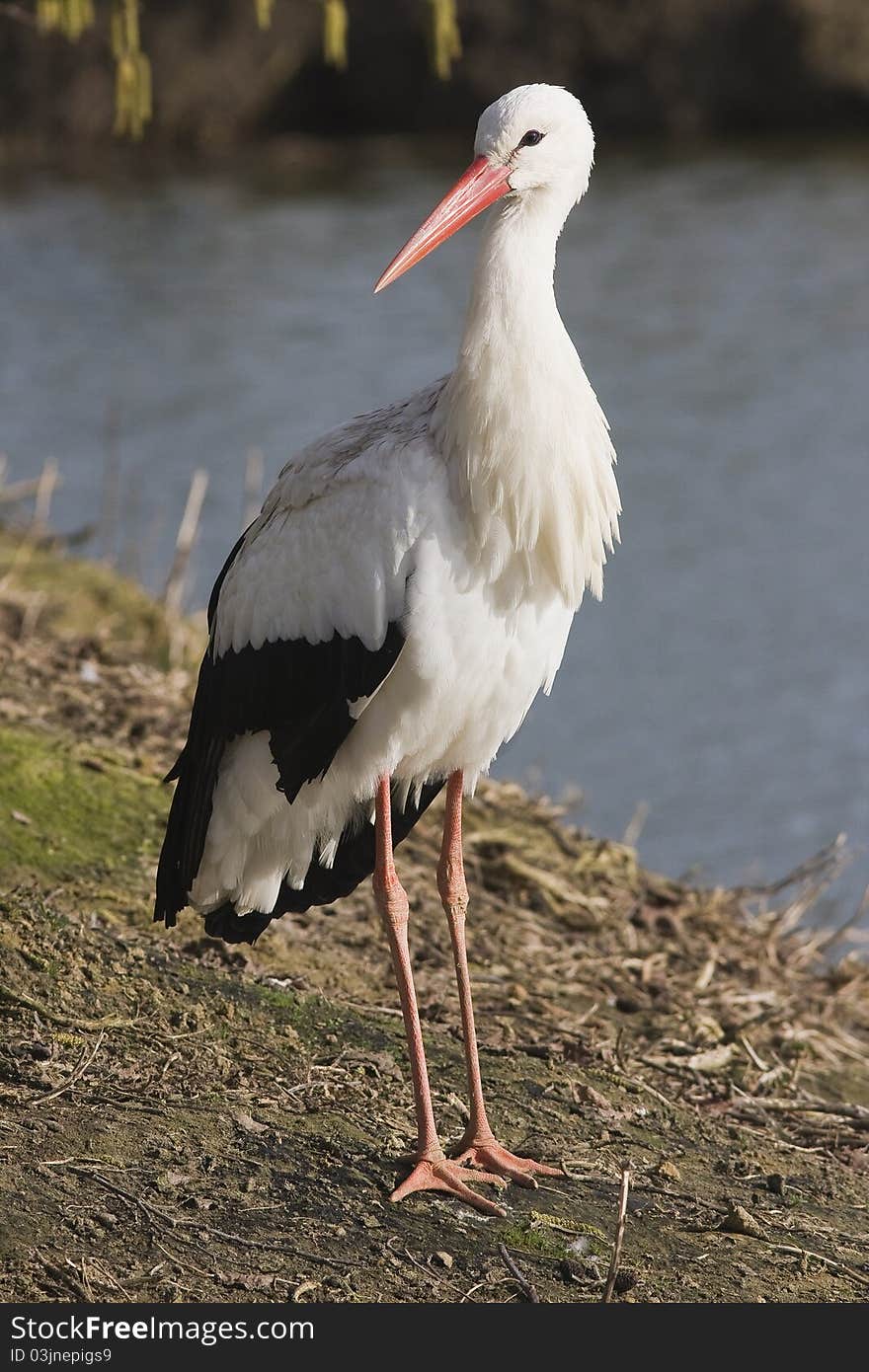 A beautiful black and white stork standing on the bank in the sunshine. A beautiful black and white stork standing on the bank in the sunshine