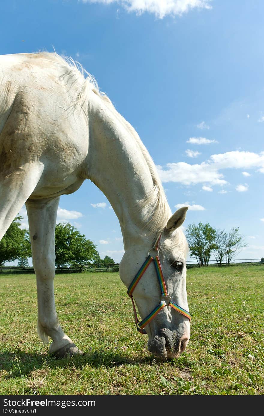 Beautiful Horse in a Green Meadow in sunny day