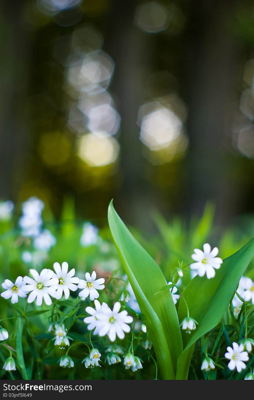 Plants for natural background, fluffy wild plant grouped in sunny day