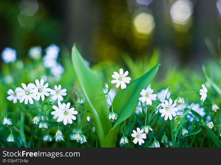 Plants for natural background, fluffy wild plant grouped in sunny day