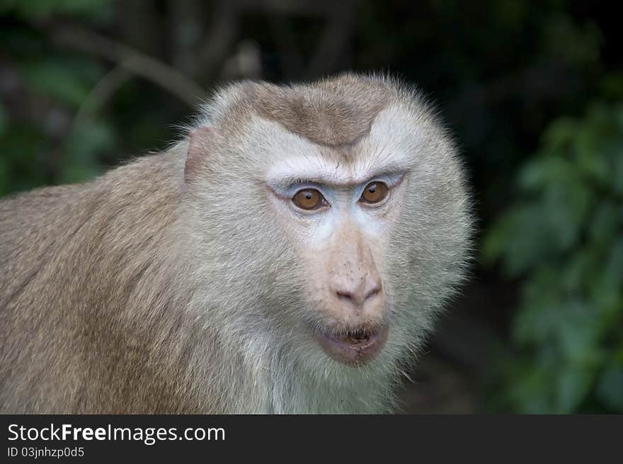 Monkey as forest background view