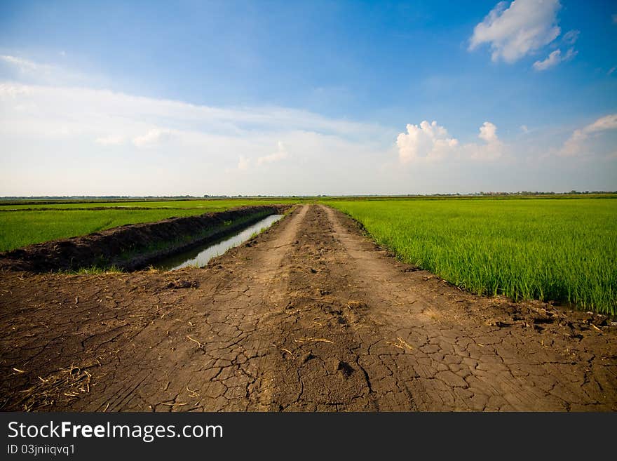 Green grass and way, the blue sky