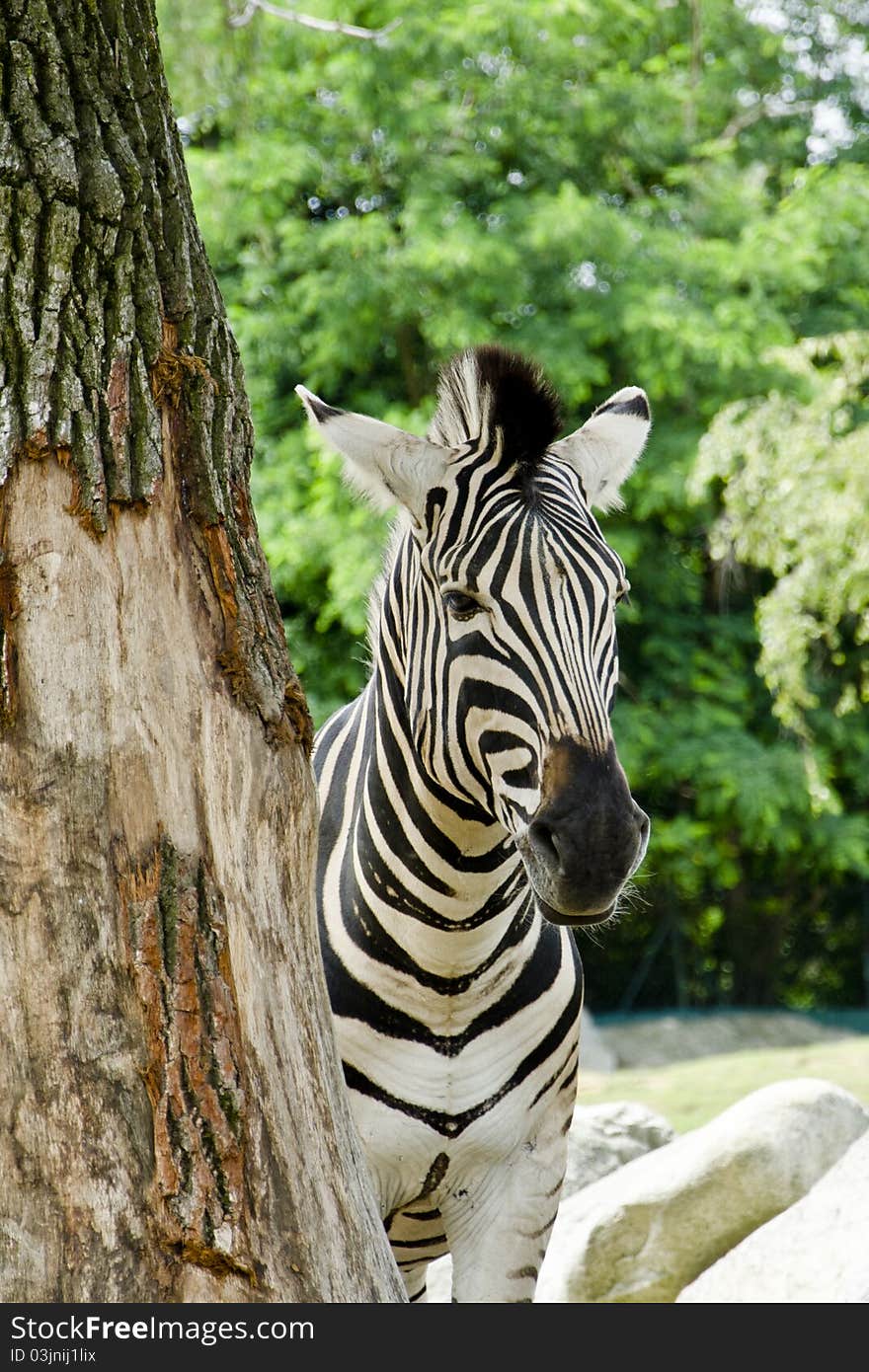 A beautiful zebra looks to the shelter of a tree among the rocks. A beautiful zebra looks to the shelter of a tree among the rocks