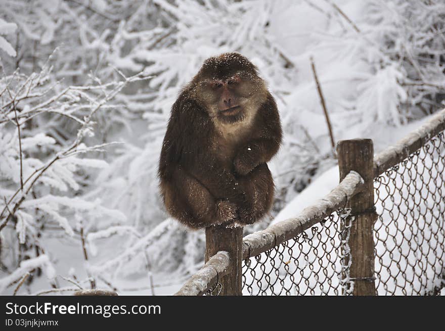 Monkey In The Snow